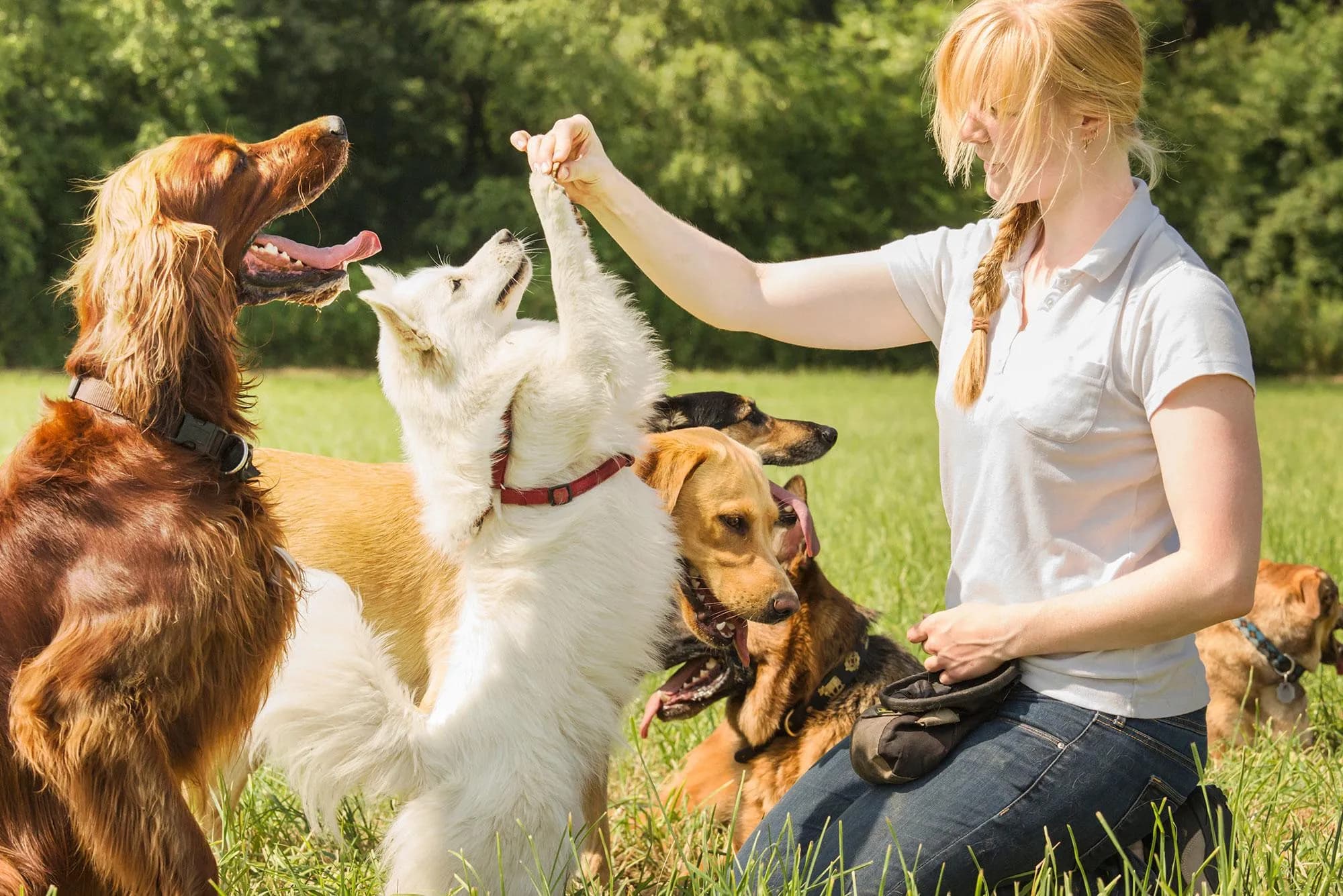 Hiking Dog Training Arizona: Build Reliable Trail Skills